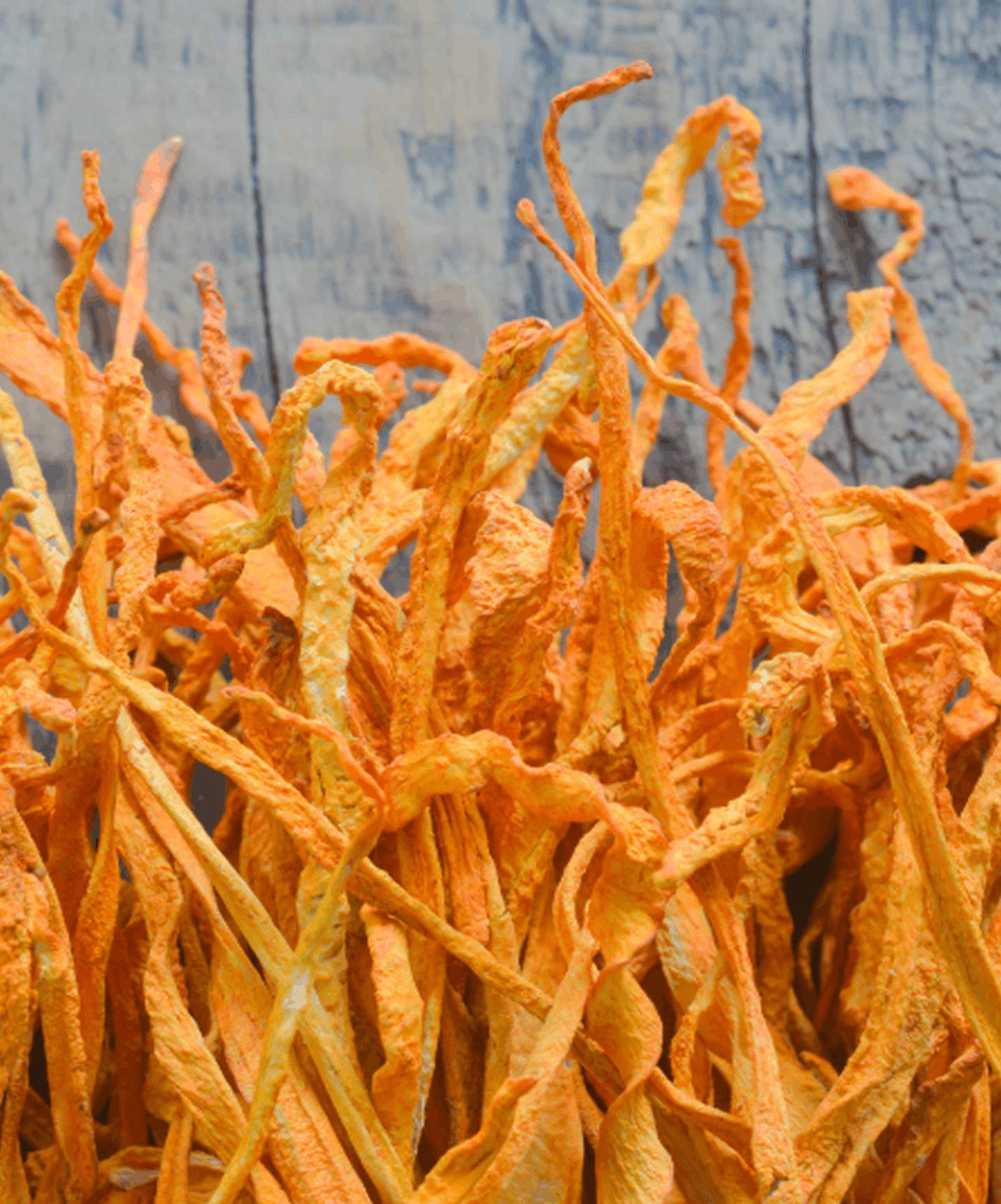 Cordyceps