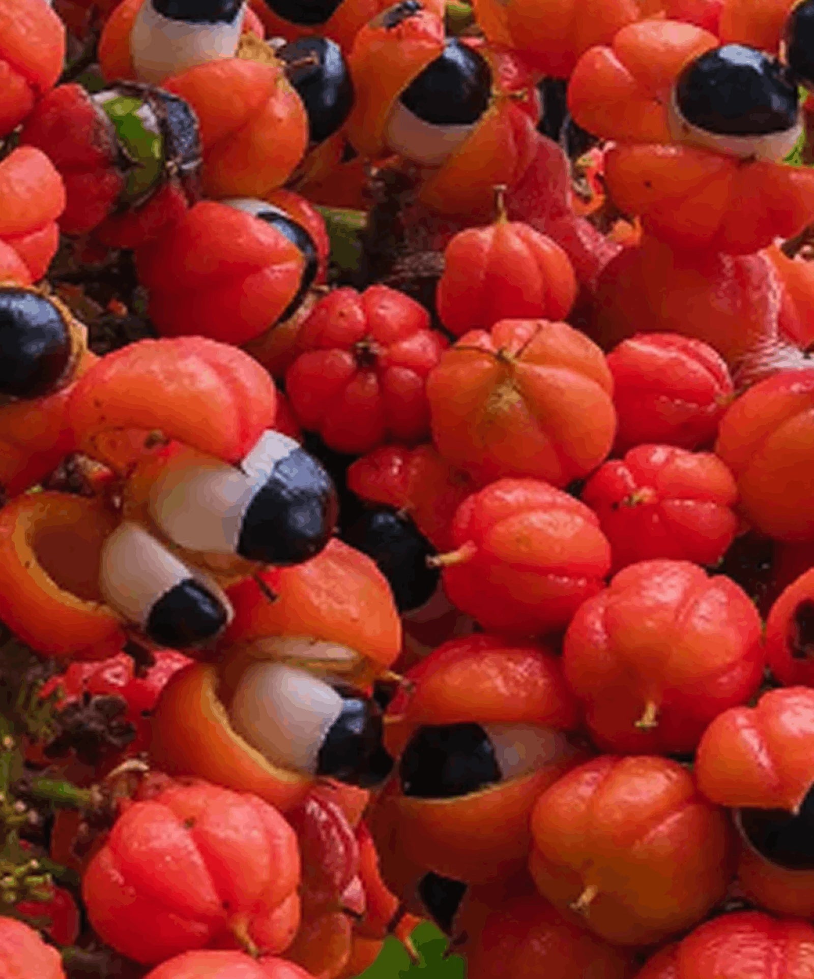 Guarana