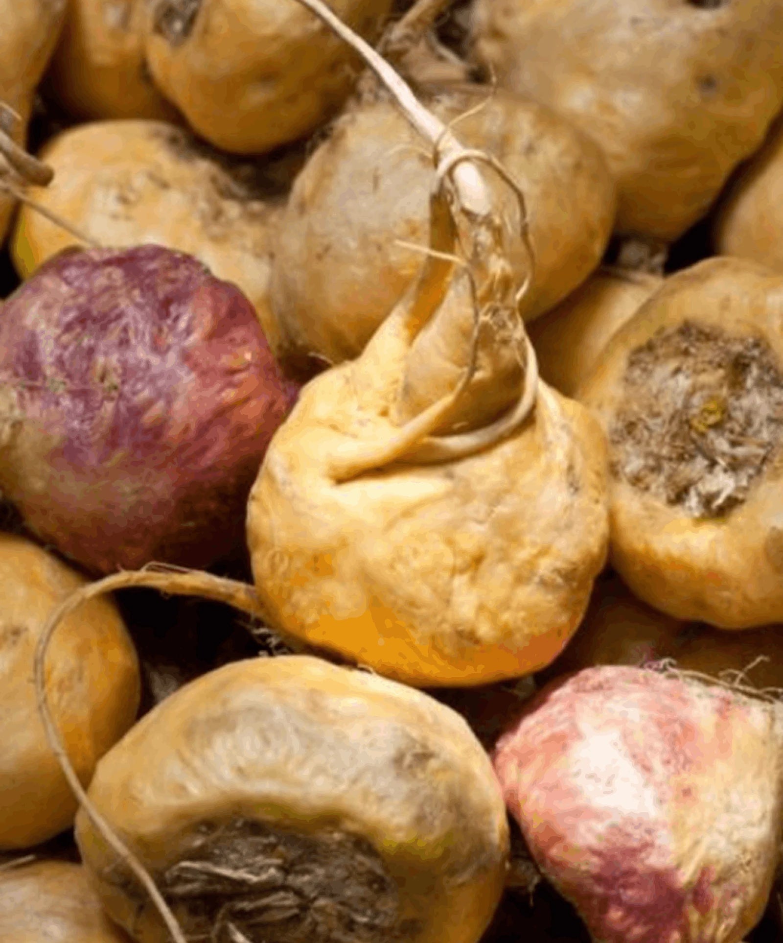 Maca