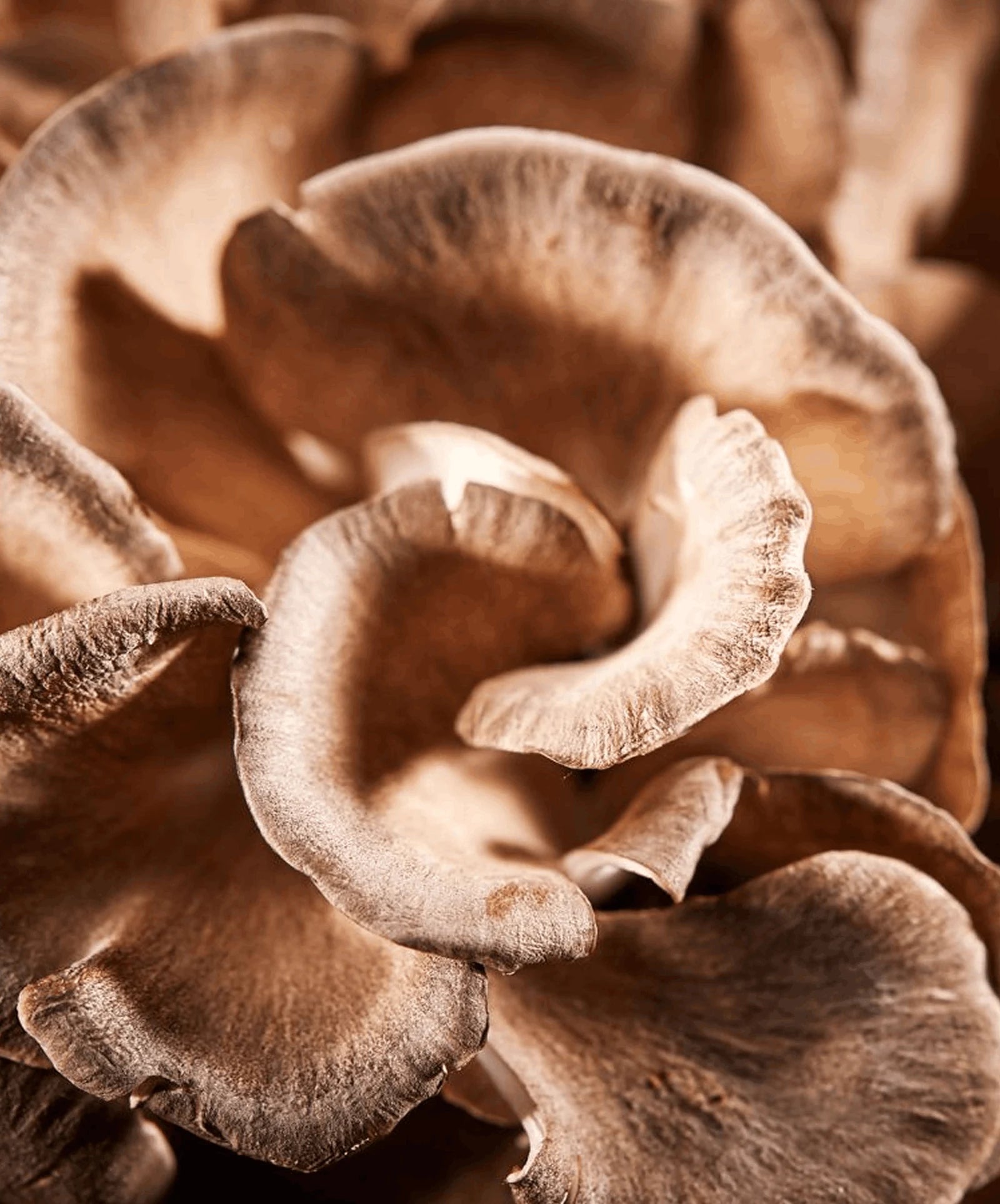 Maitake
