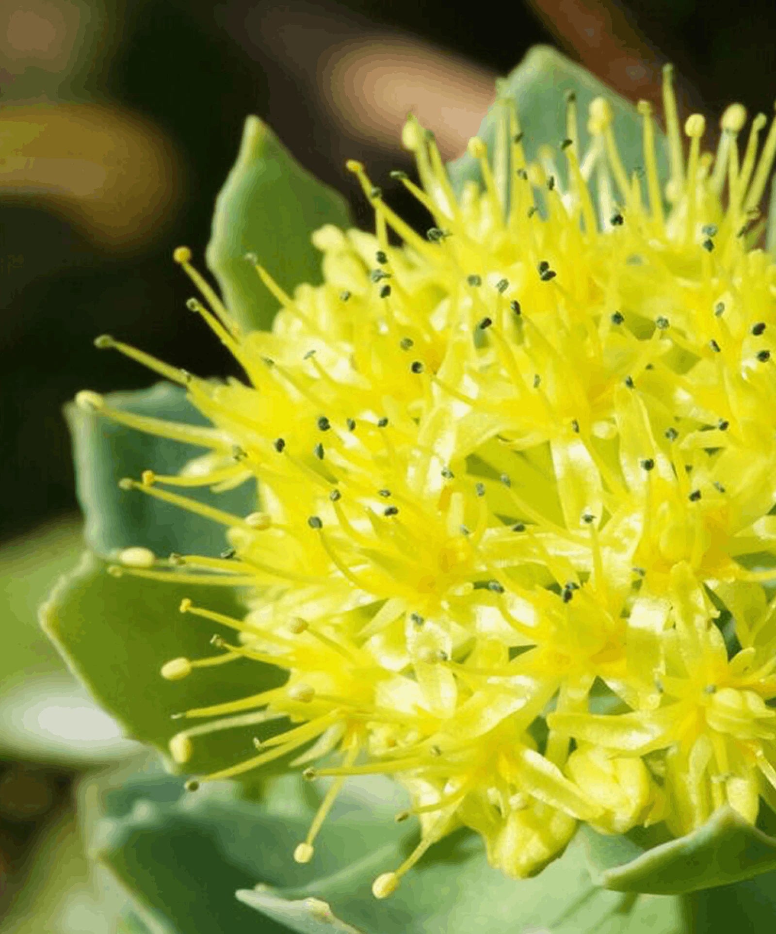 Rhodiola Rosea