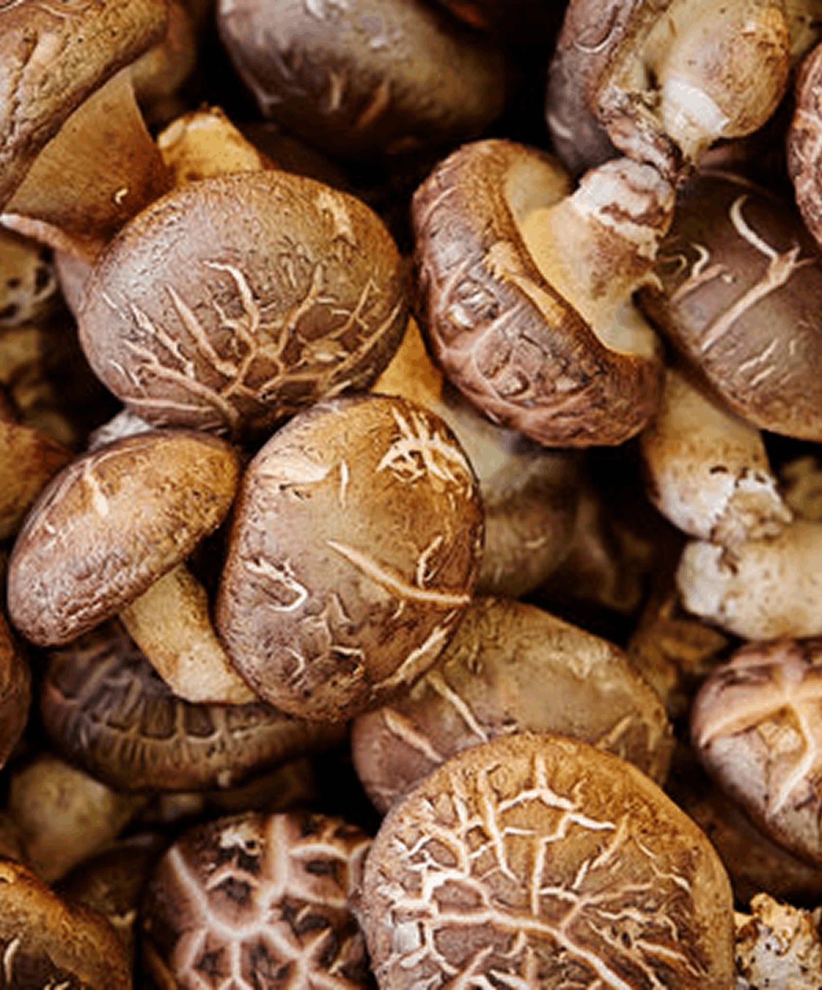 Shiitake