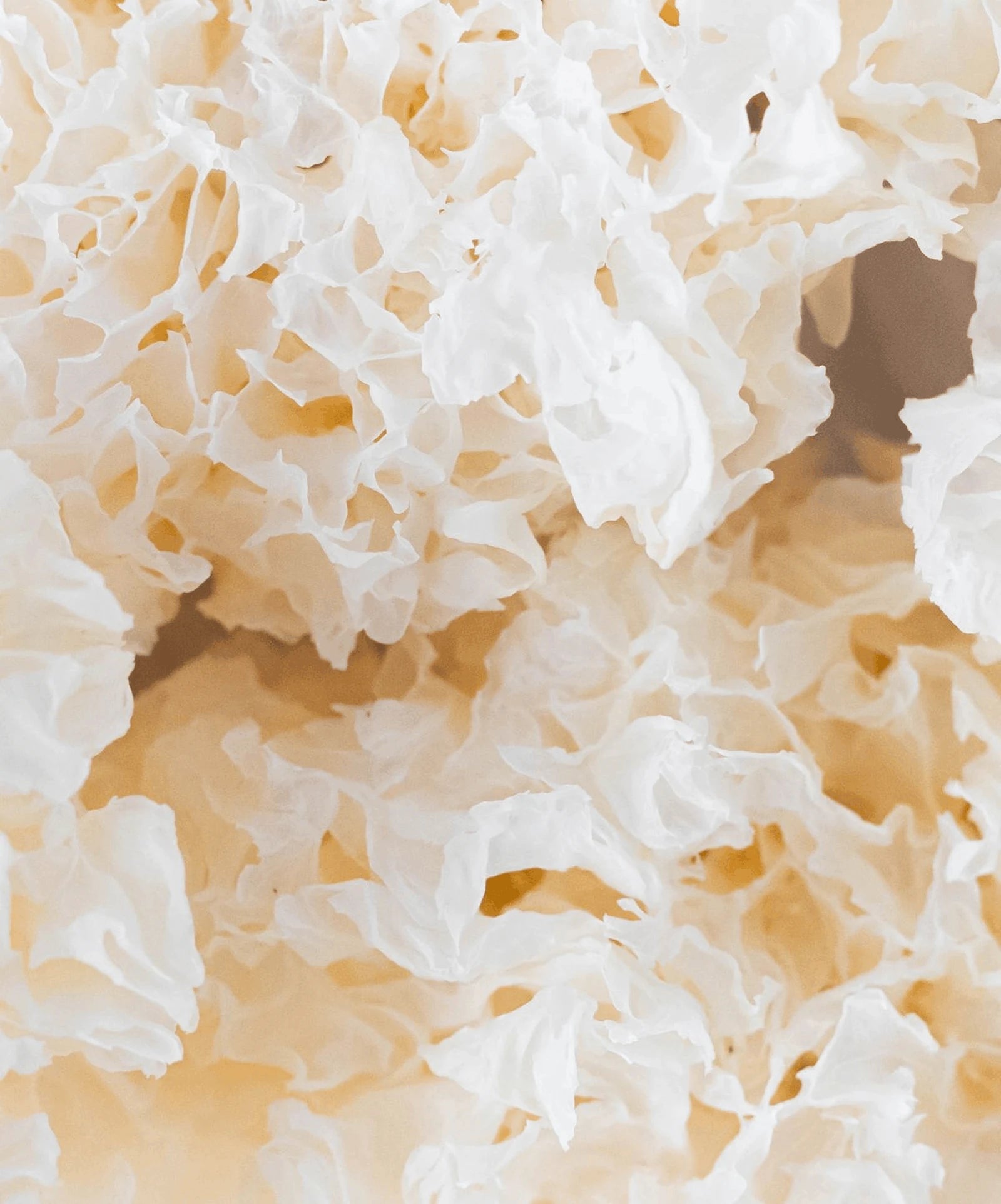 Tremella